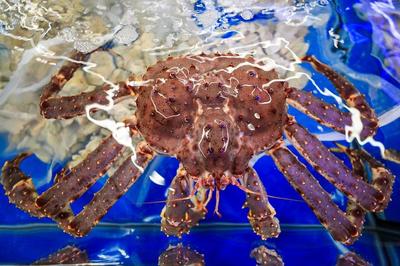 1499元茅臺、3.29元依云水,心急網(wǎng)友提前做攻略