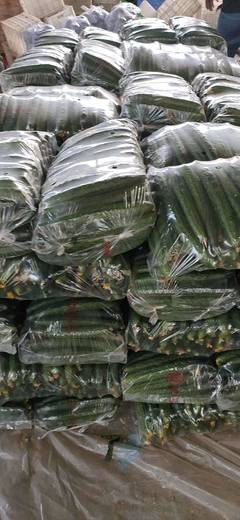 [刺黃瓜批發(fā)]刺黃瓜 25~35cm價格1.5元/斤 10000斤起批