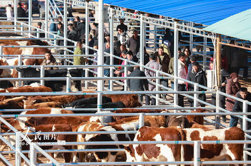 內(nèi)蒙古鄂爾多斯 活畜市場交易火熱